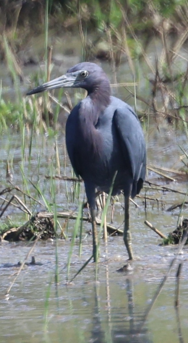 Koartzatxo urdina - ML645142972