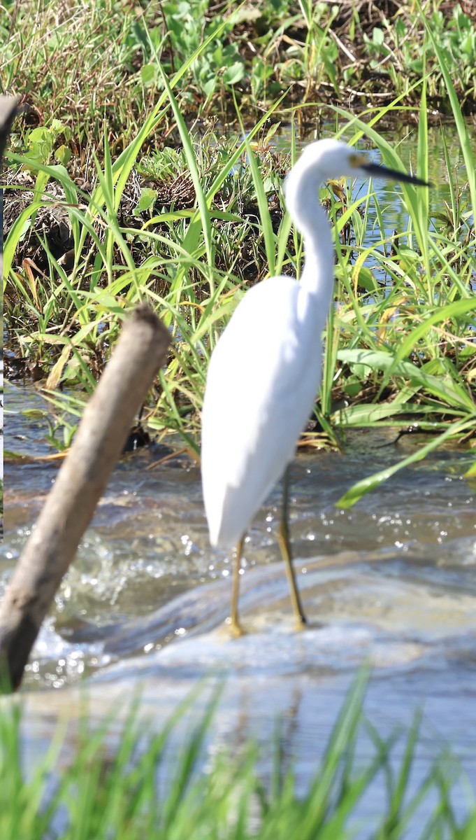 Koartzatxo urdina - ML645142973