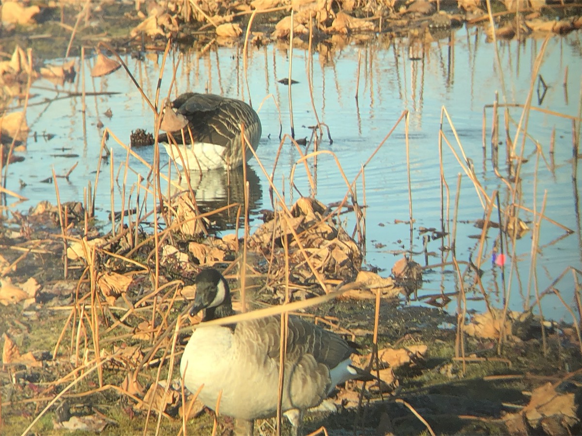Canada Goose - ML645142979