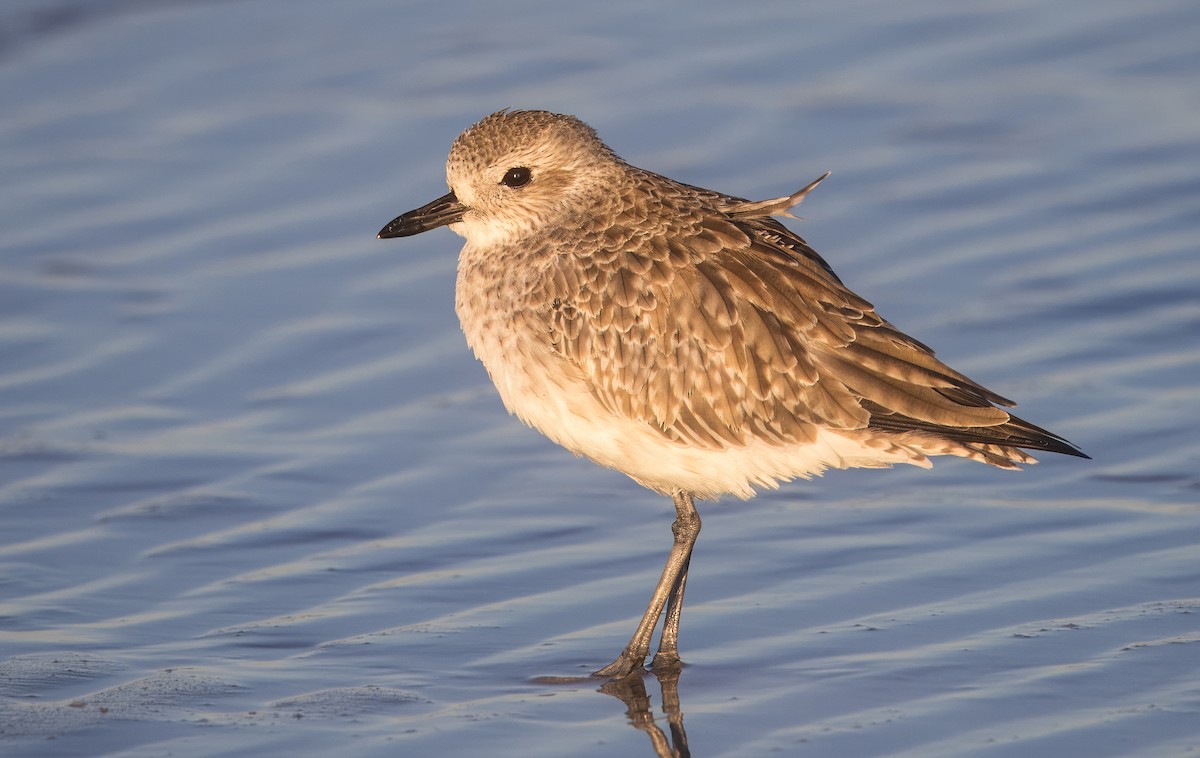 Chorlito Gris - ML645142981
