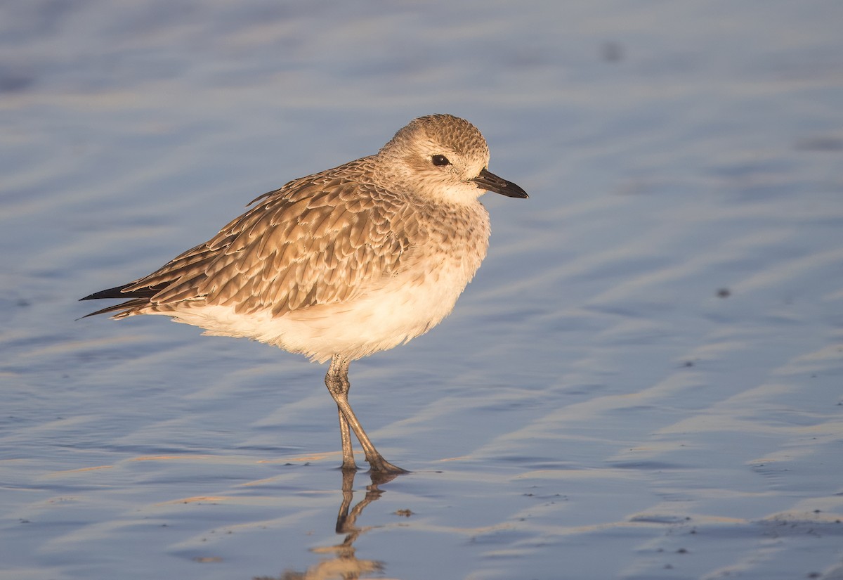 Chorlito Gris - ML645142983