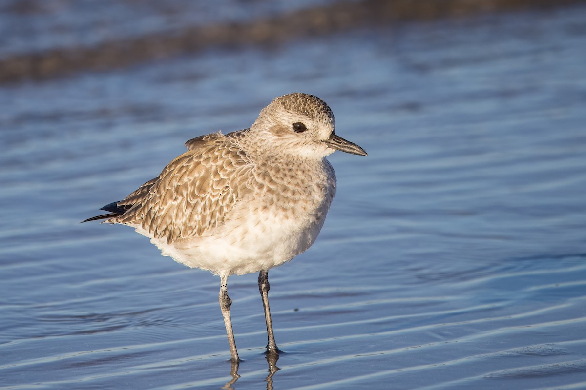 Chorlito Gris - ML645142984