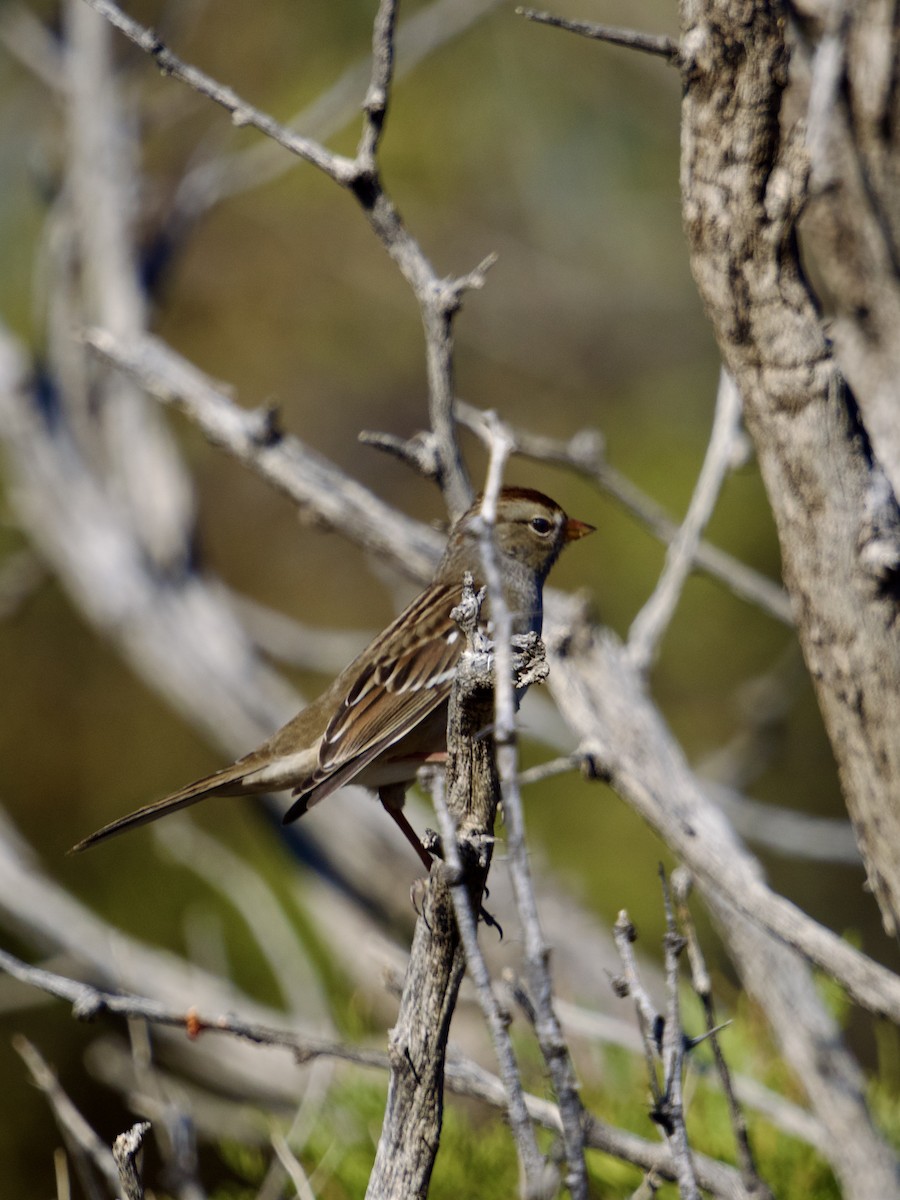 Белобровая овсянка - ML645143005