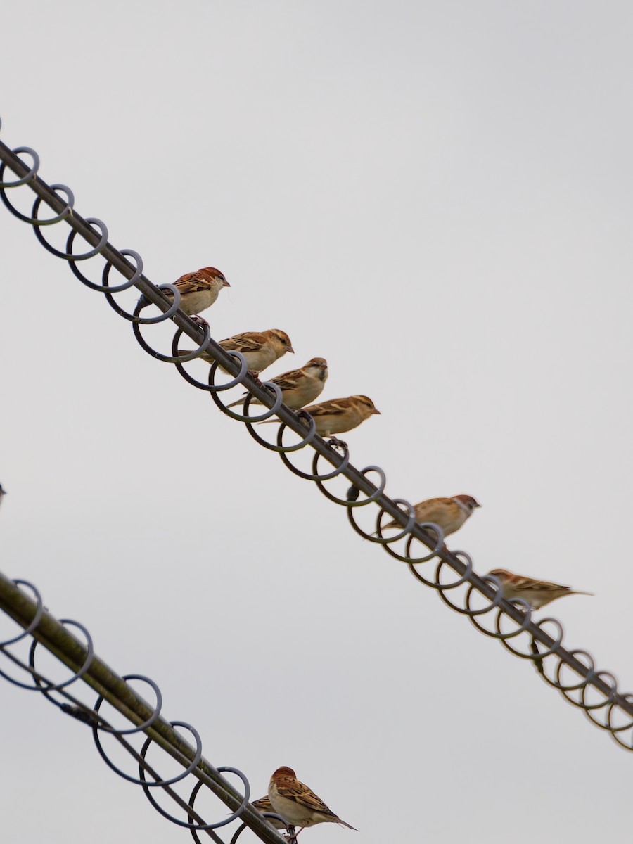 Горобець рудий - ML645143006