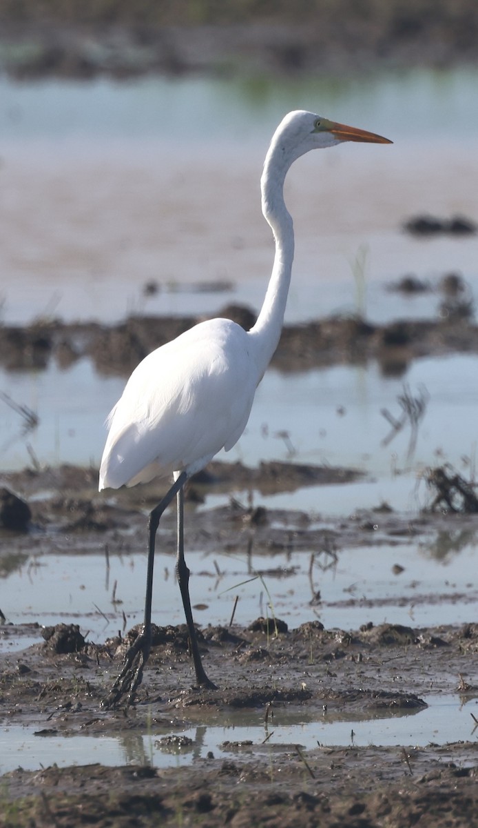 Koartza zuria - ML645143017