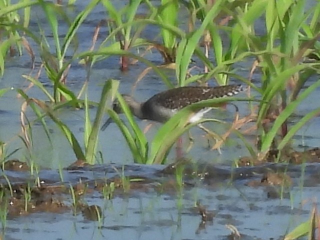 タカブシギ - ML645143021