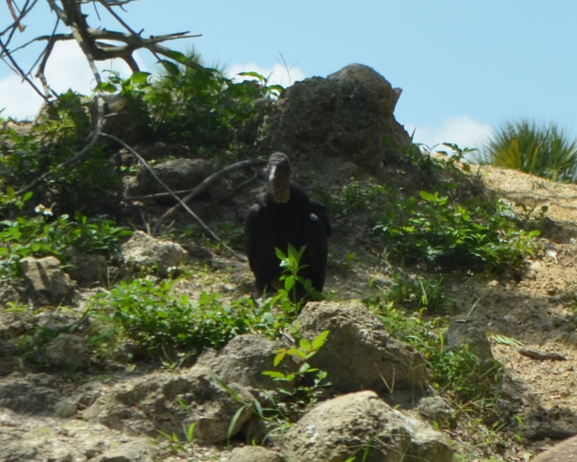 Black Vulture - ML645143024