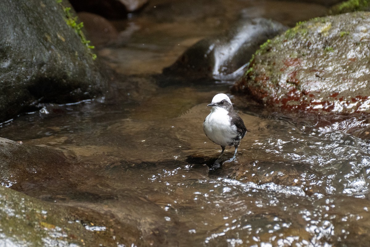 White-capped Dipper - ML645143028