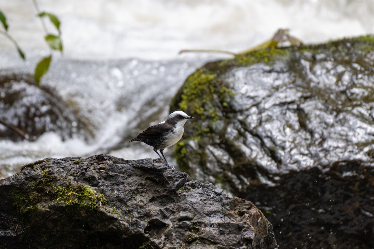 White-capped Dipper - ML645143029