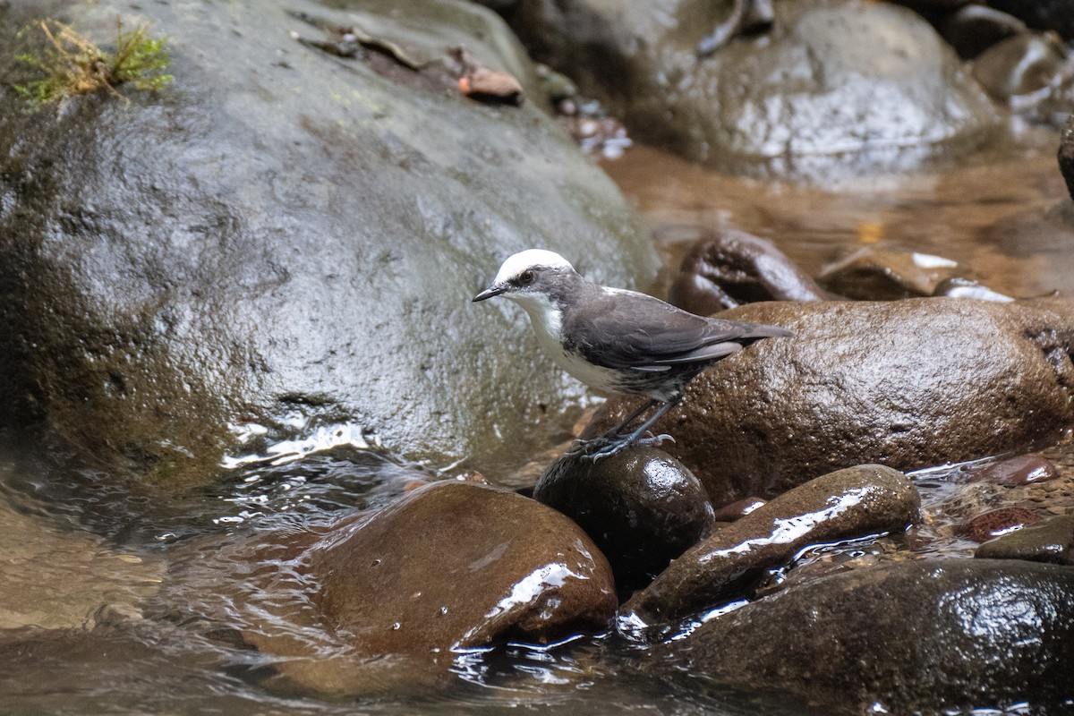 White-capped Dipper - ML645143030