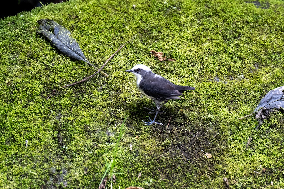 White-capped Dipper - ML645143031