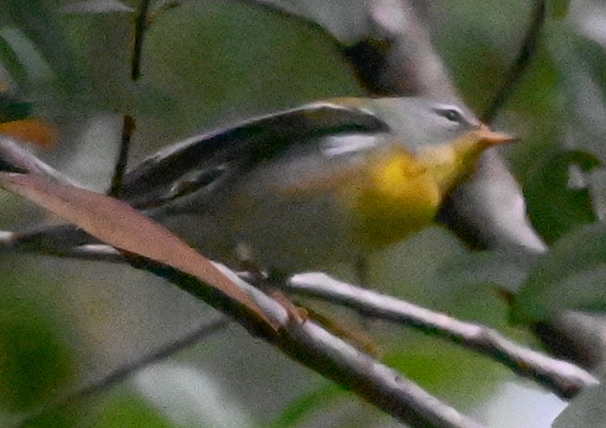 Northern Parula - ML645143038