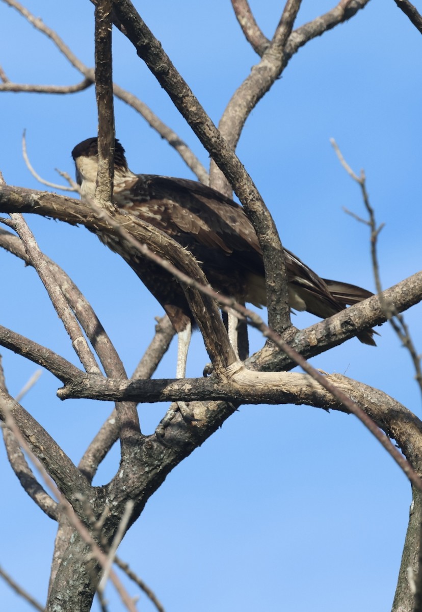 Crested Caracara (Northern) - ML645143044