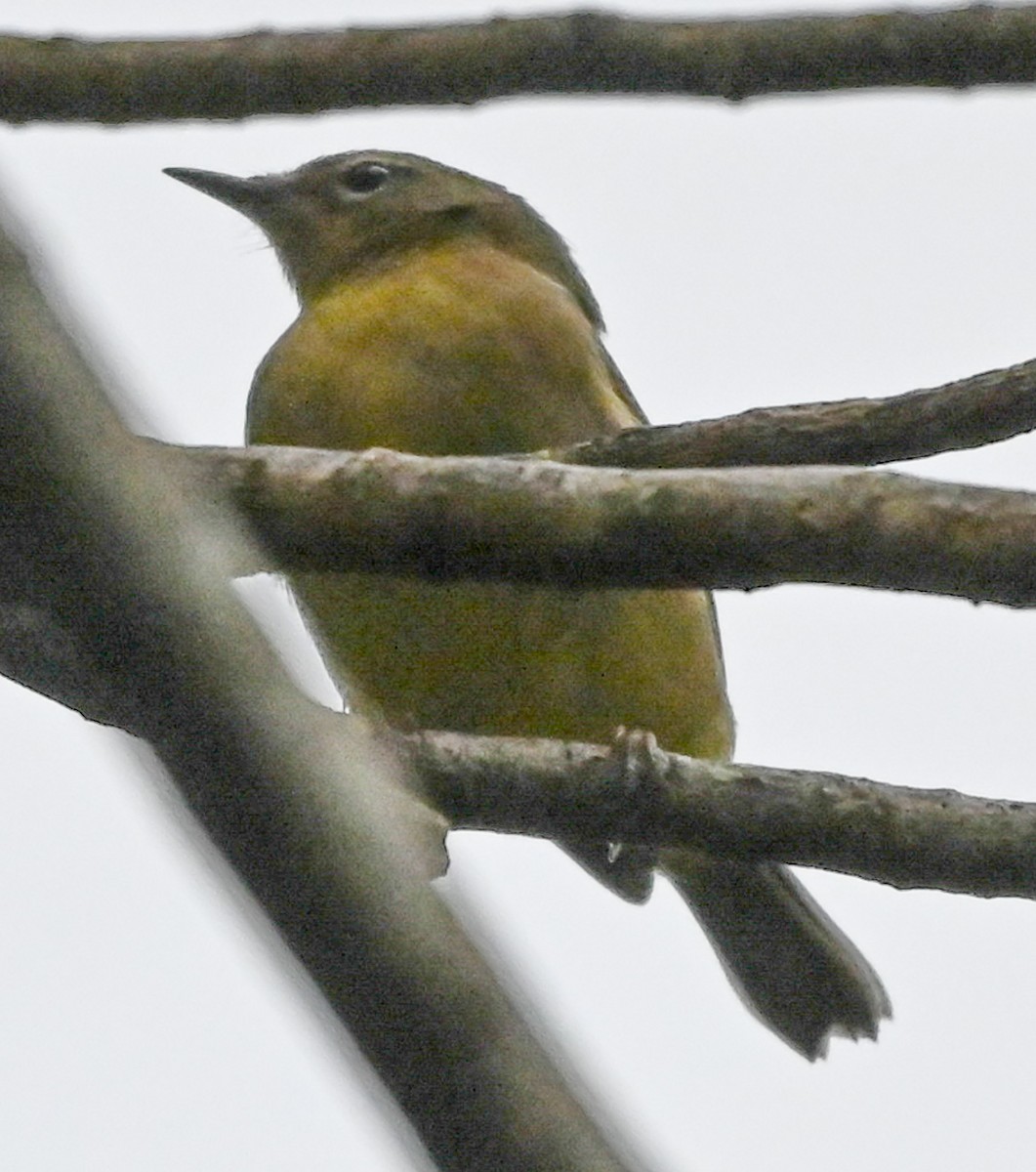 Black-throated Blue Warbler - ML645143055