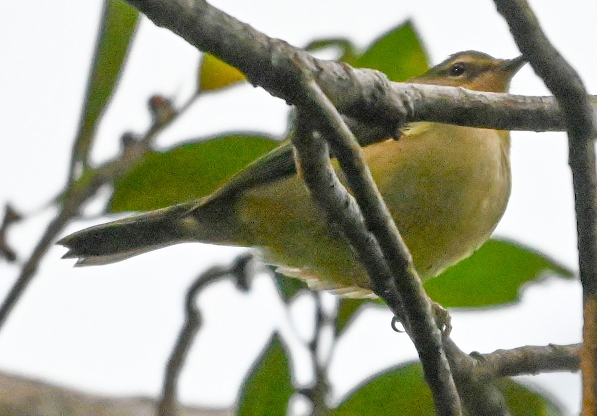 Black-throated Blue Warbler - ML645143056