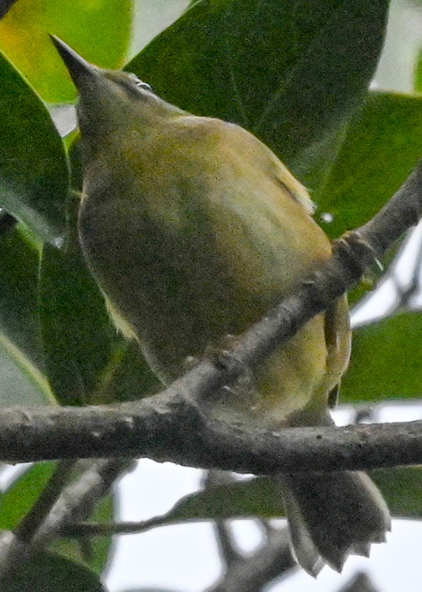Black-throated Blue Warbler - ML645143057