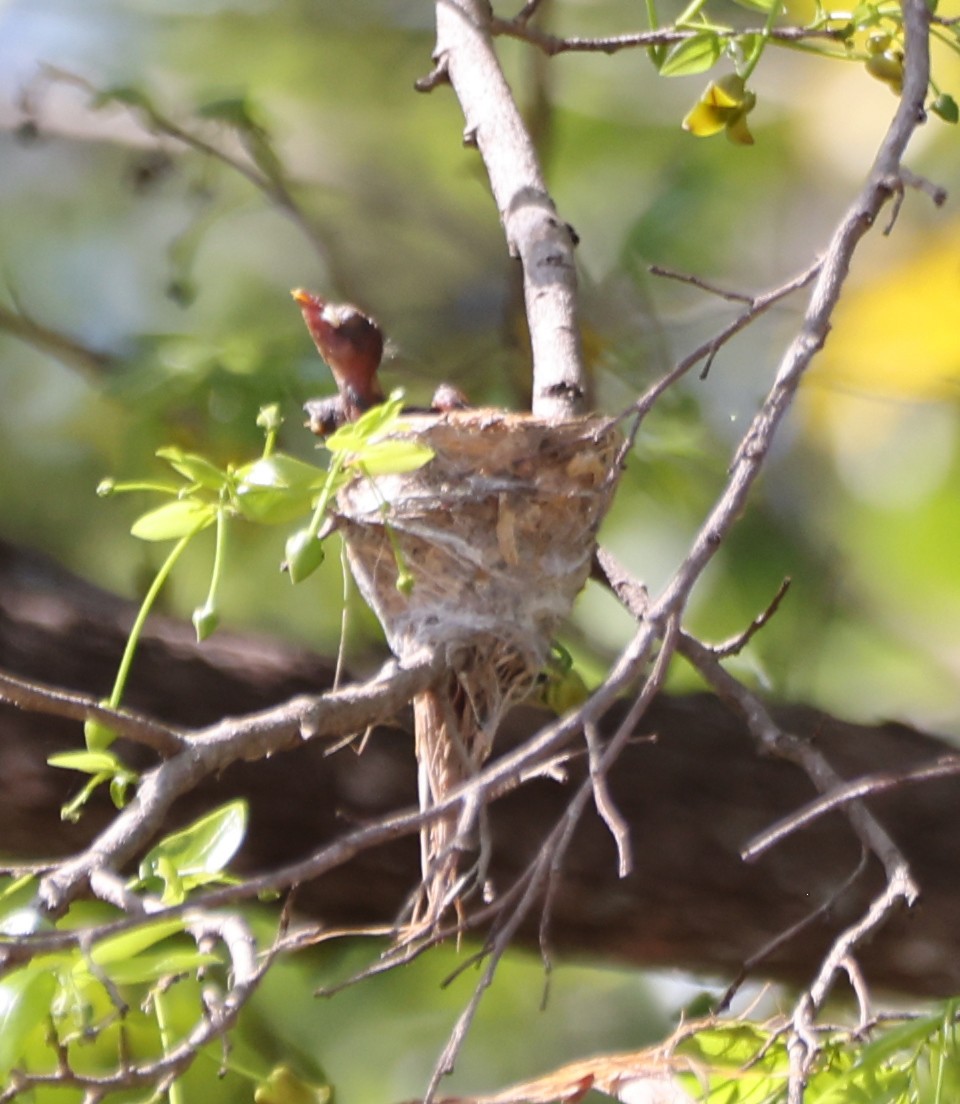 Northern Fantail - ML645143058