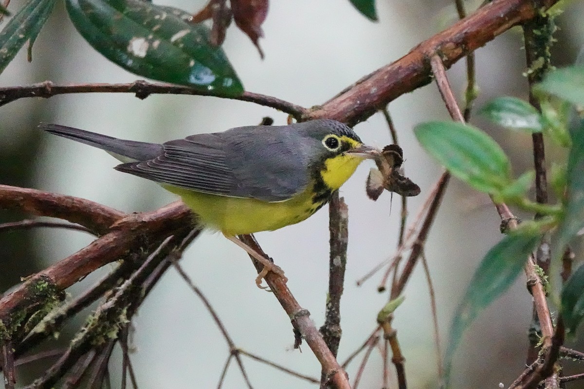 Reinita Canadiense - ML645143071