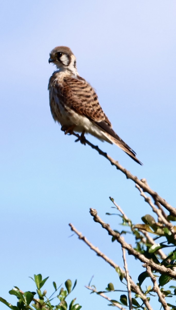 בז אמריקני - ML645143088