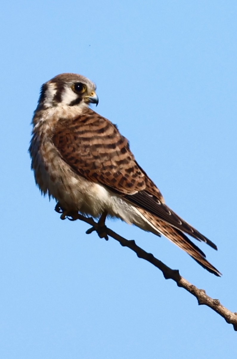בז אמריקני - ML645143089