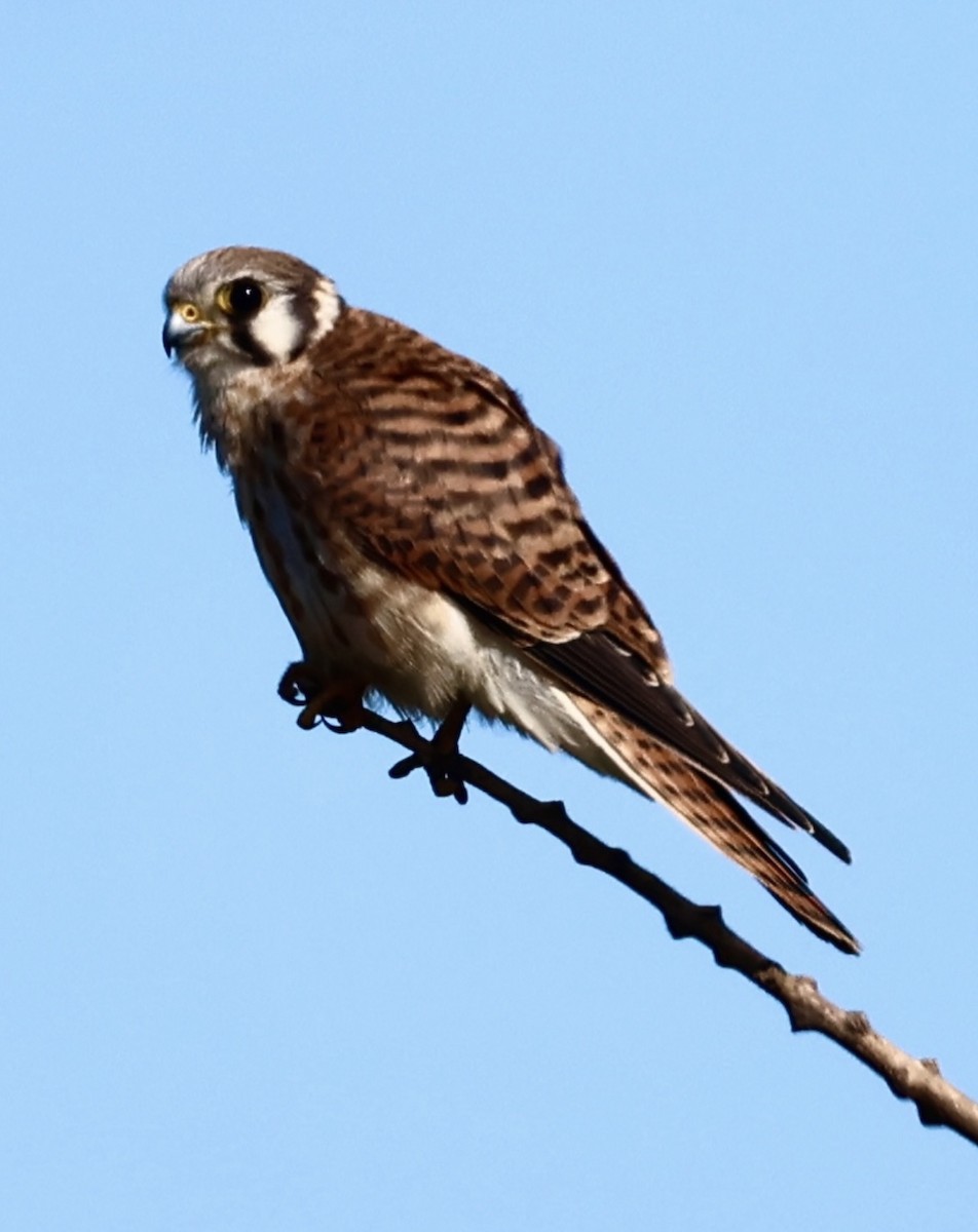 בז אמריקני - ML645143090