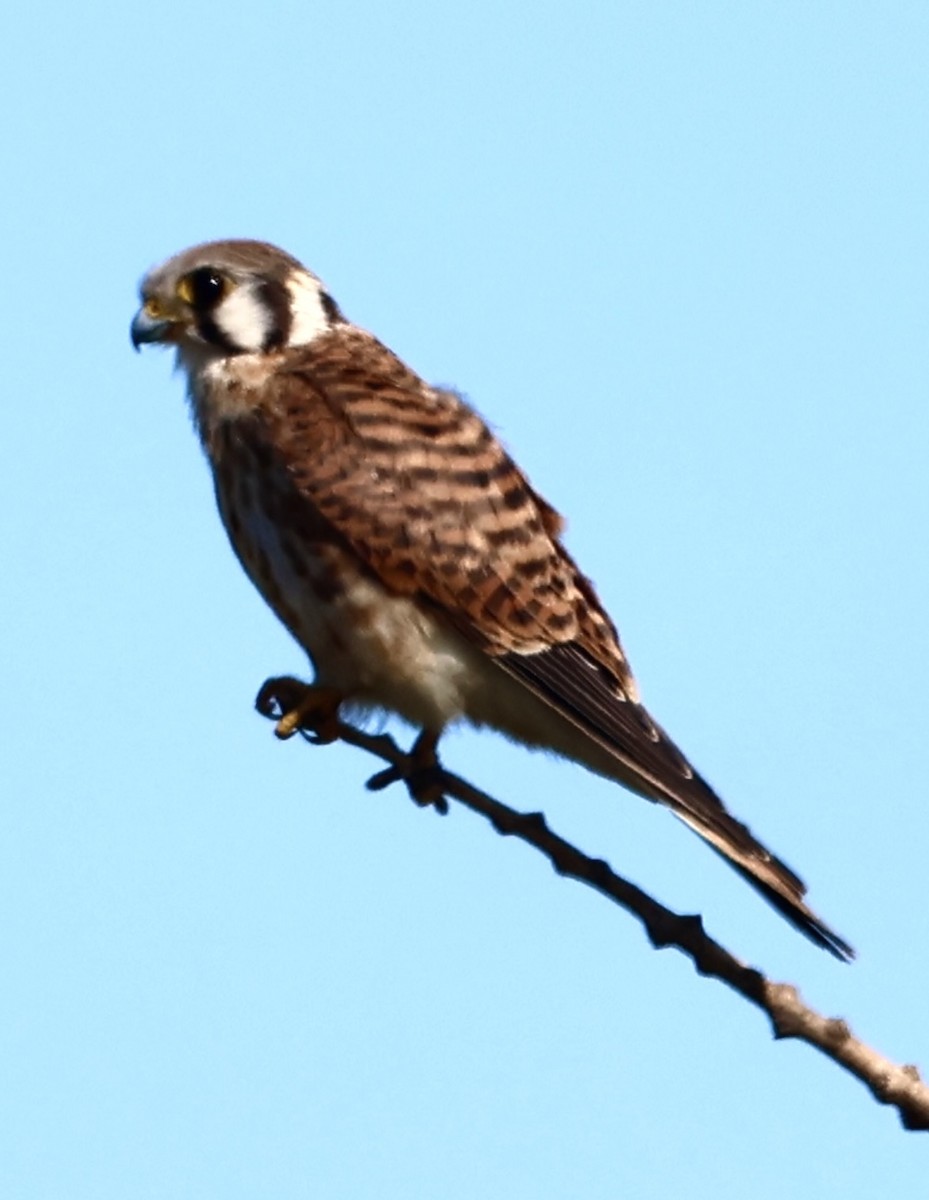 בז אמריקני - ML645143091
