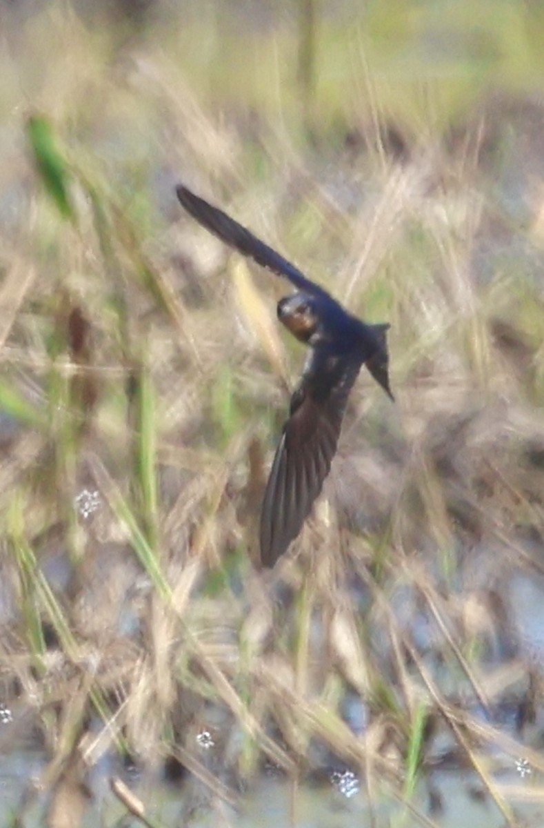 Enara arrunta - ML645143116