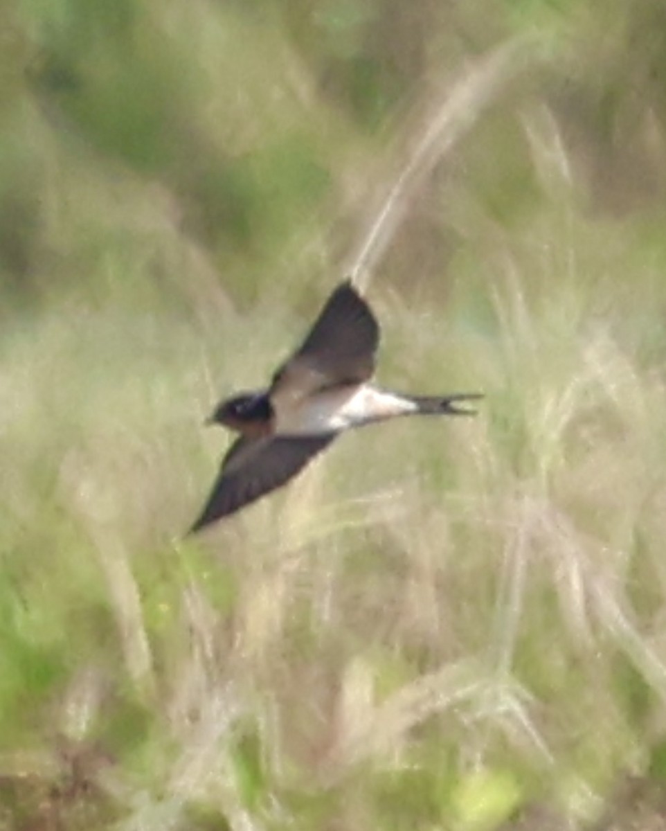 Enara arrunta - ML645143117