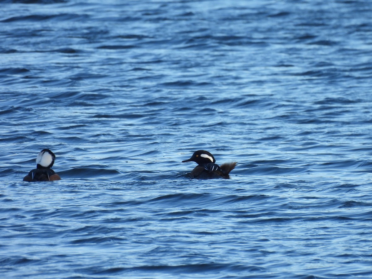 Zerra buruhandia - ML645143130