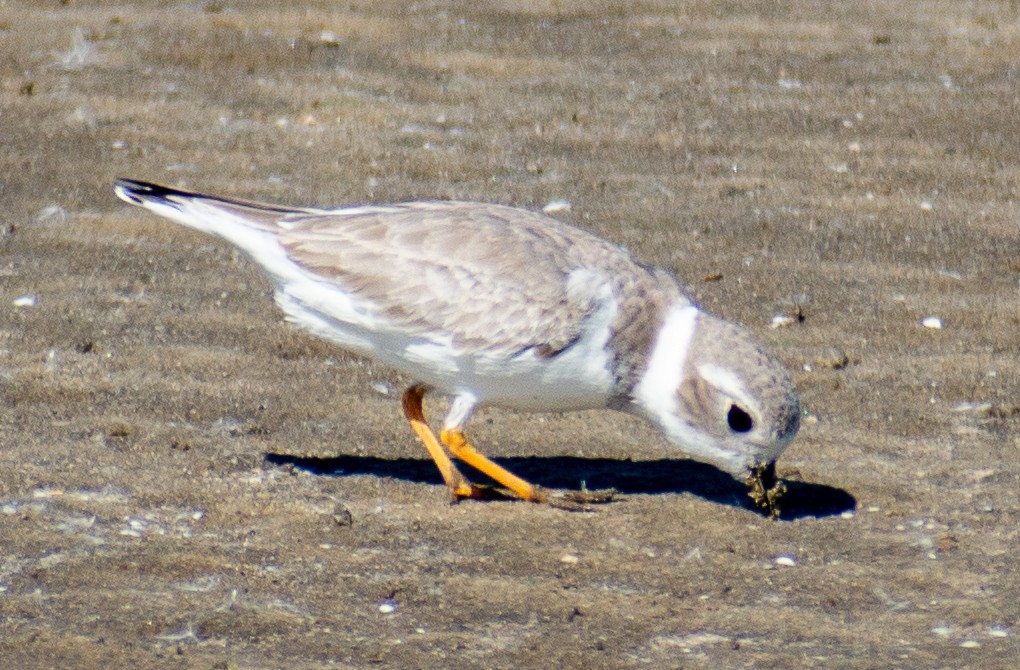 Piping Plover - ML645143131