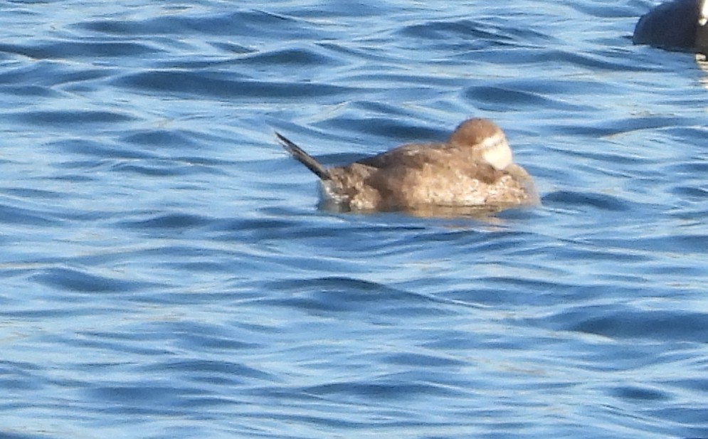 Савка американська - ML645143164