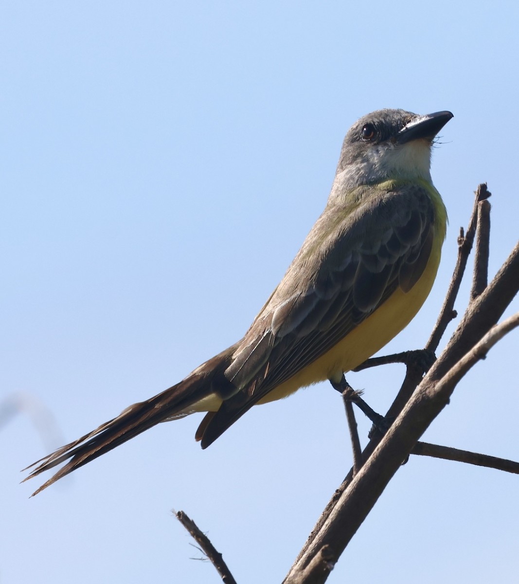 Tropical Kingbird - ML645143165
