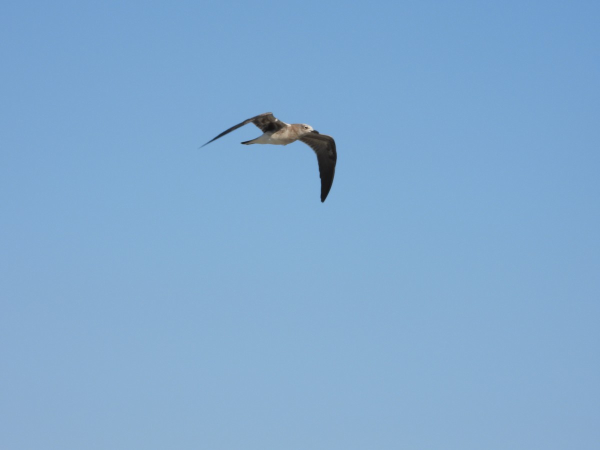 ワライカモメ - ML645143192