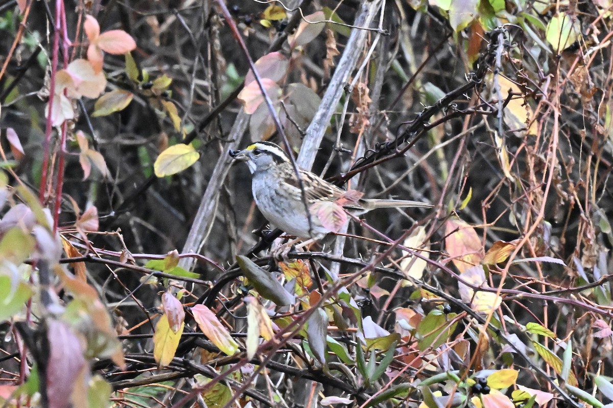 White-throated Sparrow - ML645143200
