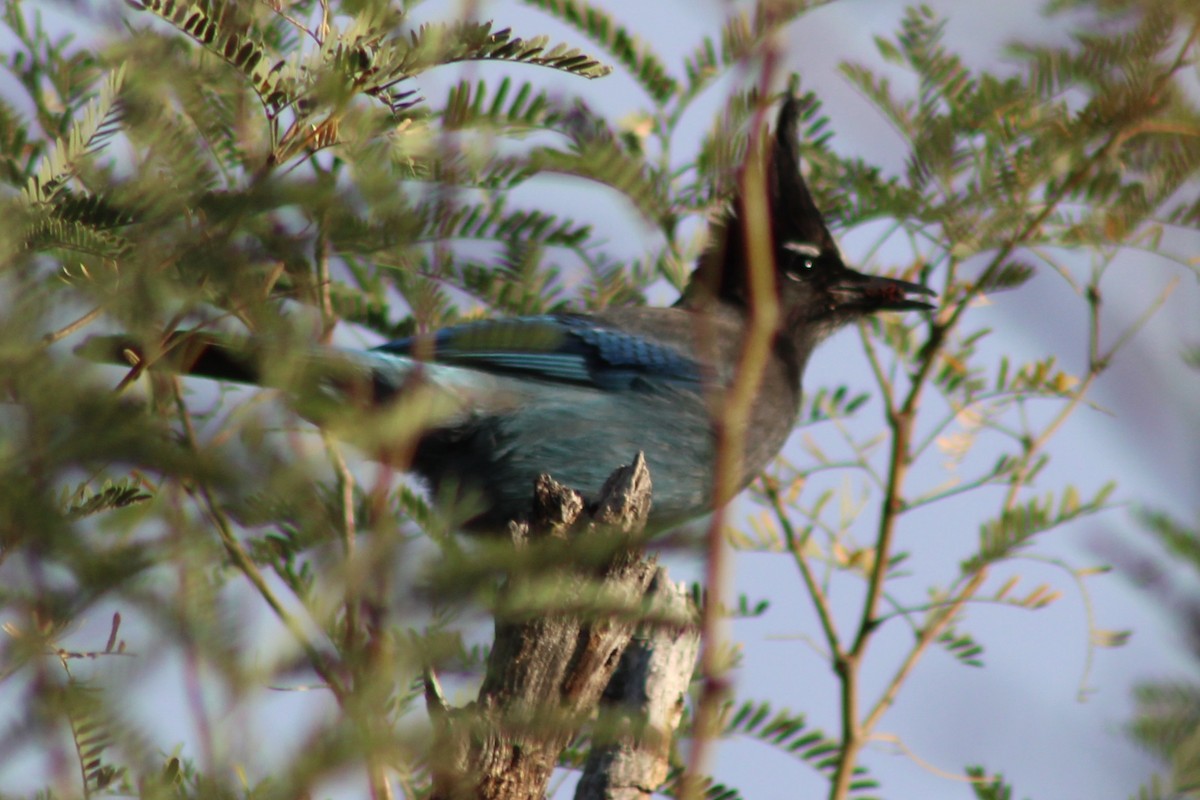 Steller's Jay (Southwest Interior) - ML645143206