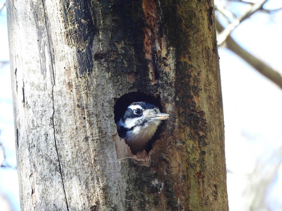 Hairy Woodpecker - ML645143209