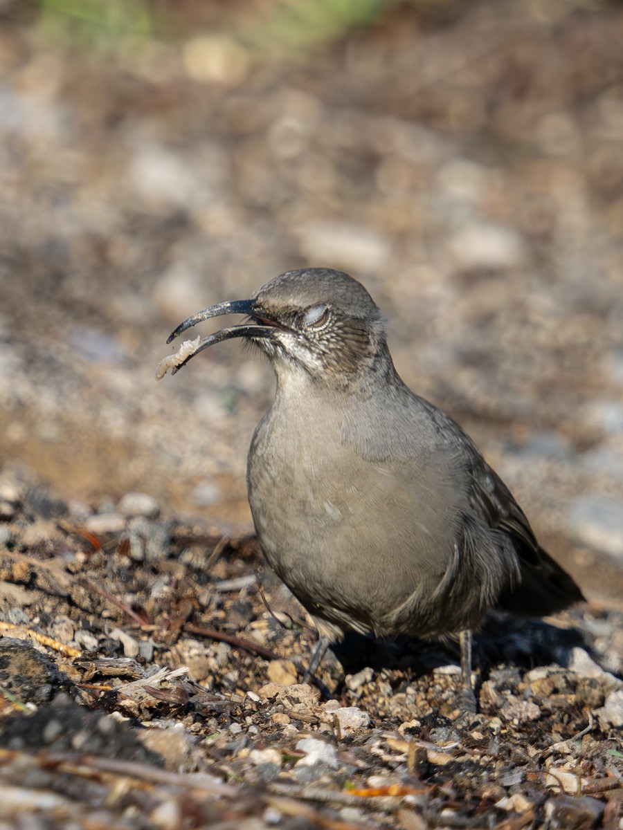 Crissal Thrasher - ML645143216