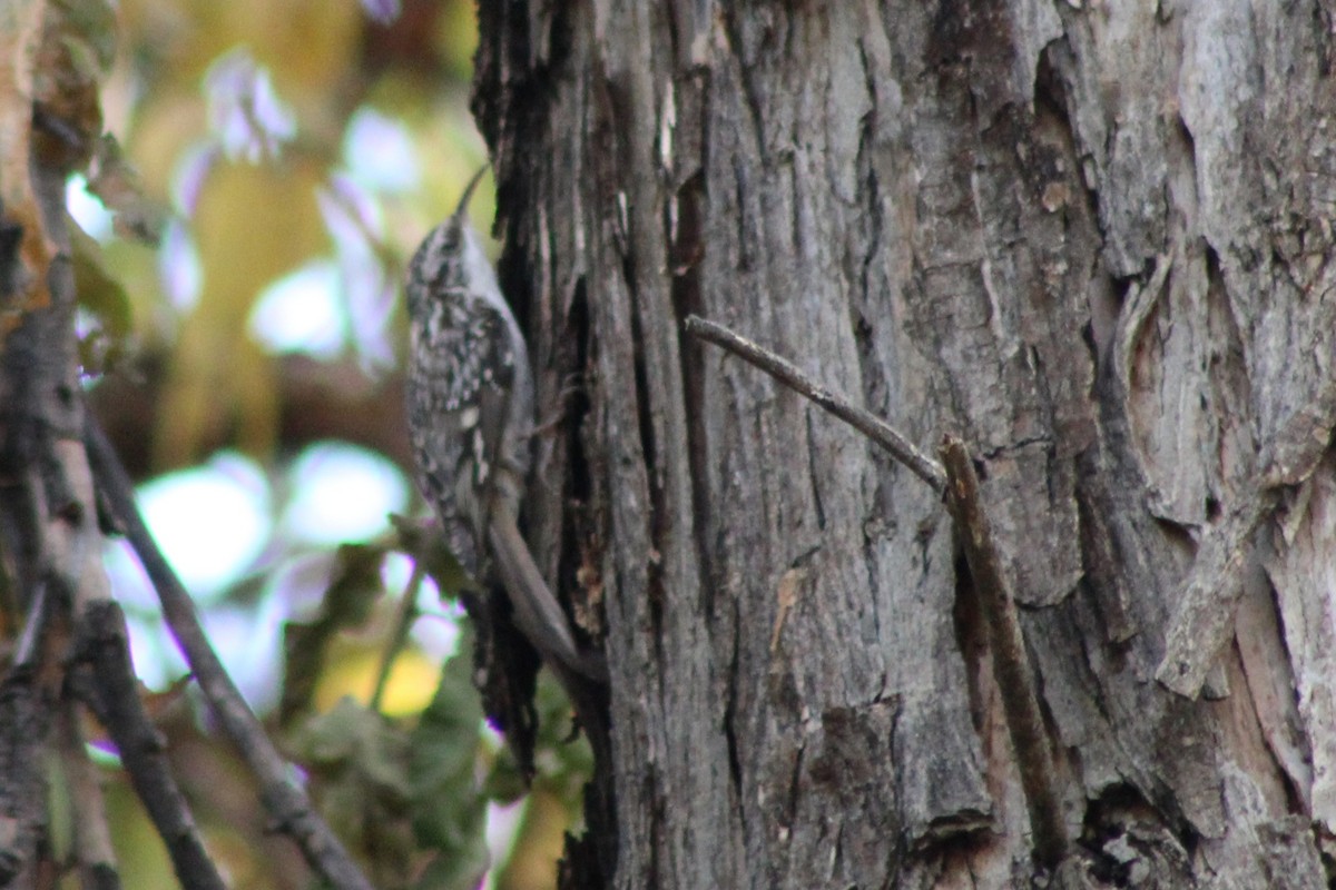 Brown Creeper - ML645143218