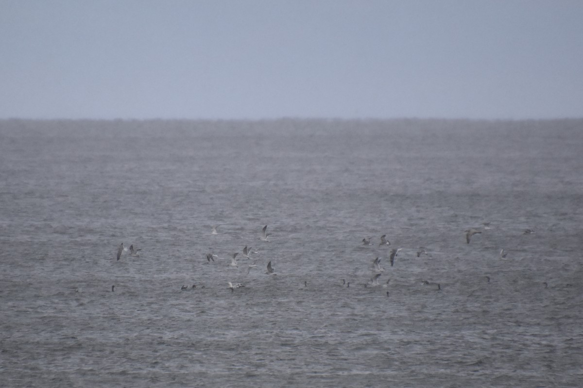 ワライカモメ - ML645143222