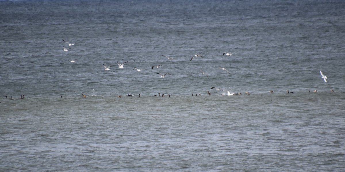 ワライカモメ - ML645143224