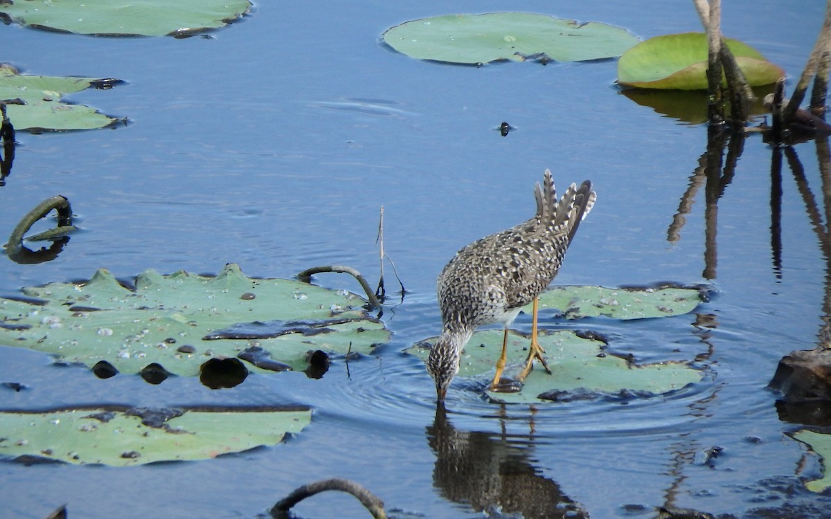 Lesser Yellowlegs - ML645143230