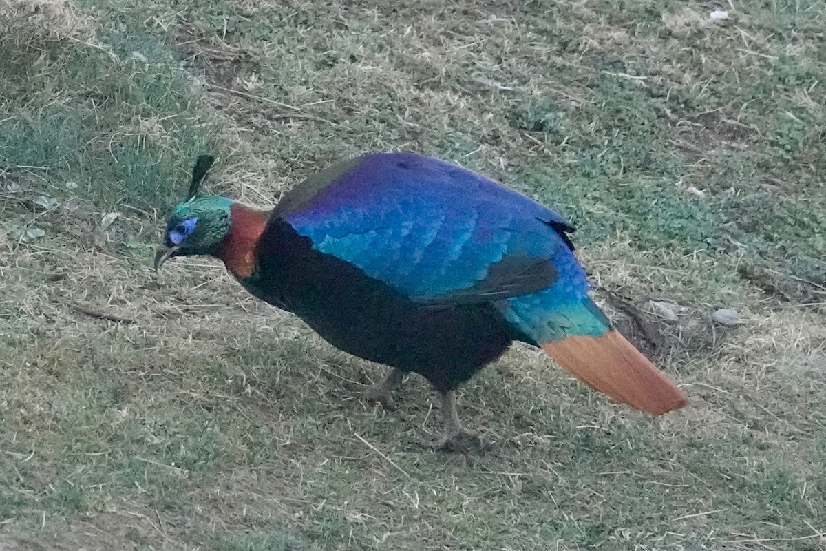 ニジキジ - ML645143244