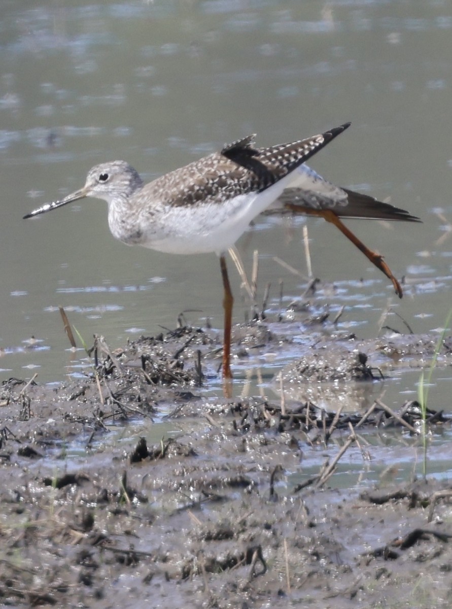 Kuliska hankahori txikia - ML645143273