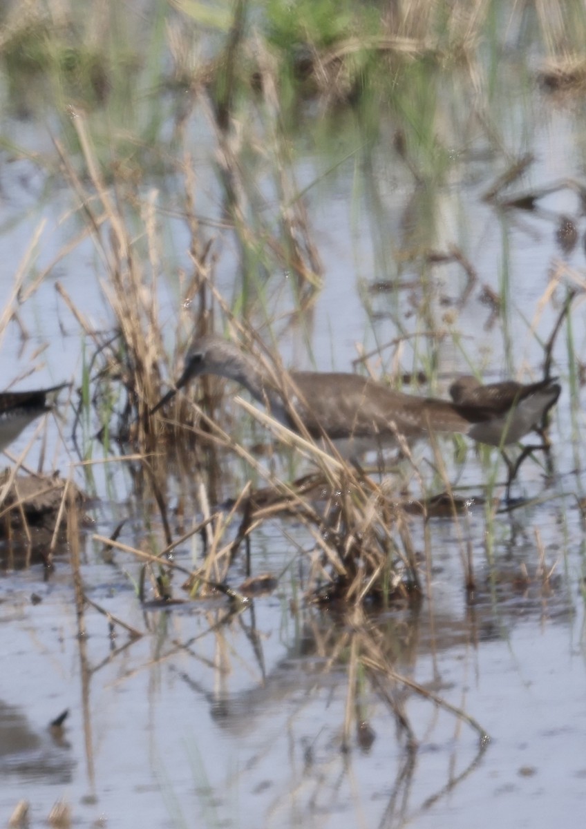 Kuliska hankahori txikia - ML645143274