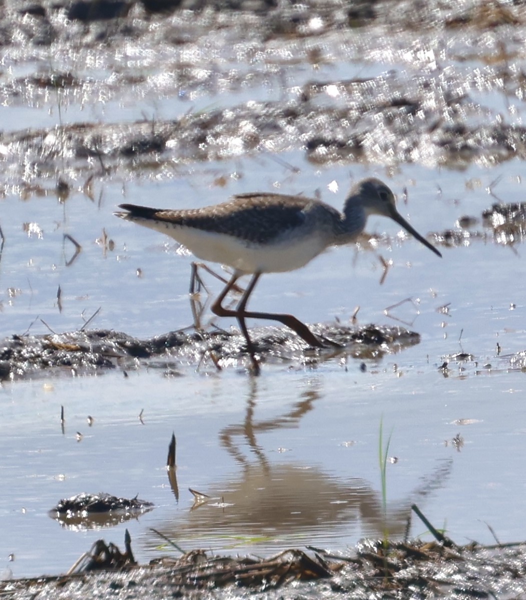 Kuliska hankahori txikia - ML645143275