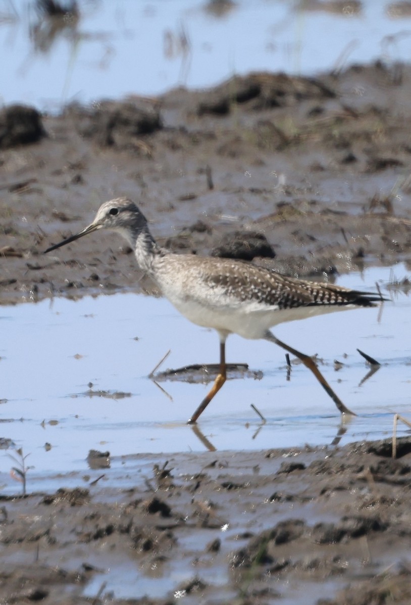 Kuliska hankahori txikia - ML645143276