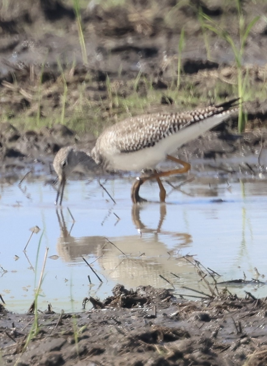 Kuliska hankahori txikia - ML645143277