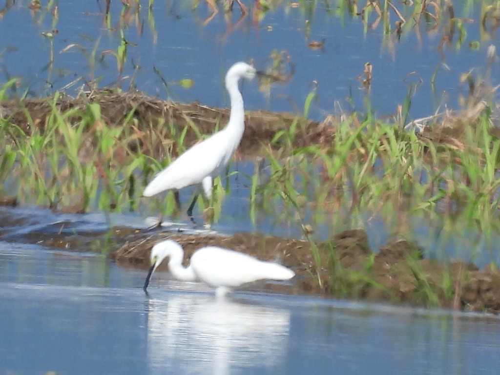 Little Egret - ML645143279