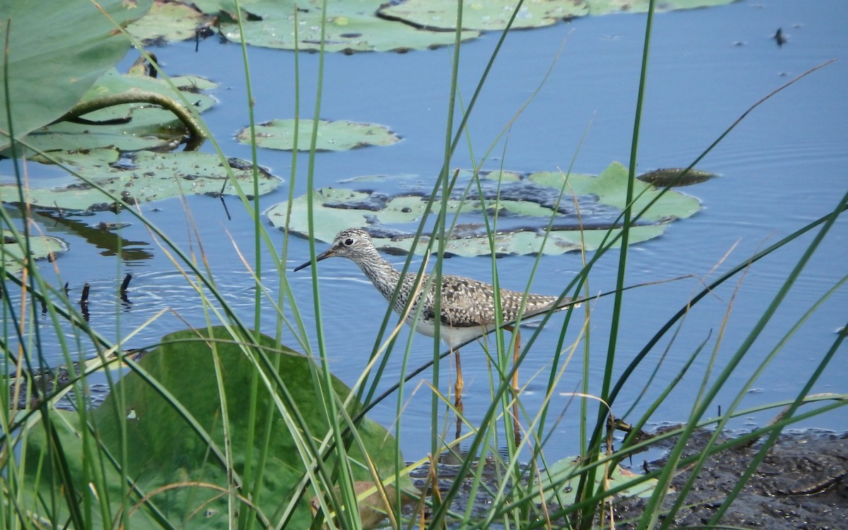 Lesser Yellowlegs - ML645143287