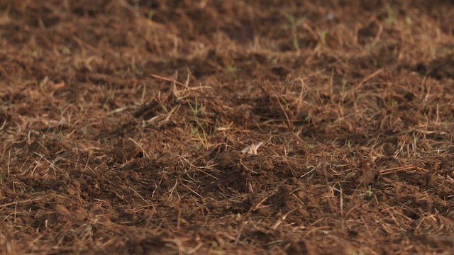 Щеврик іржастий - ML645143293